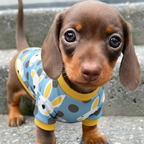 Wuff&Wolle™ Flausch-Pullover