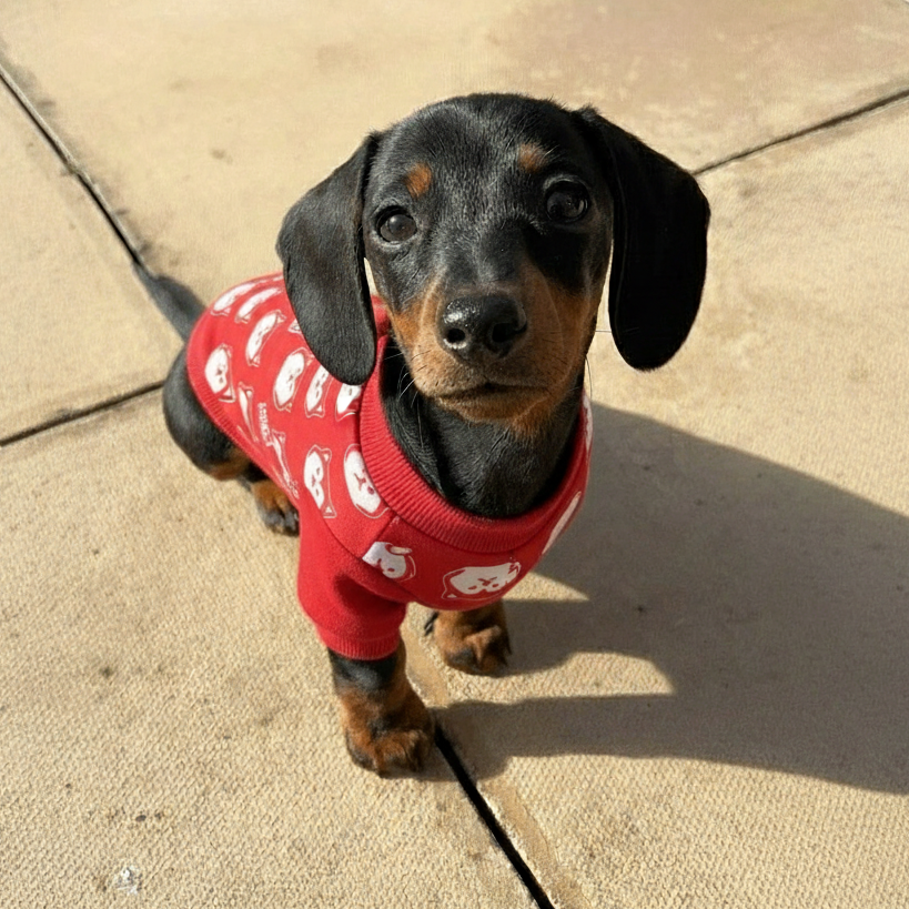 Wuff&Wolle™ Flausch-Pullover