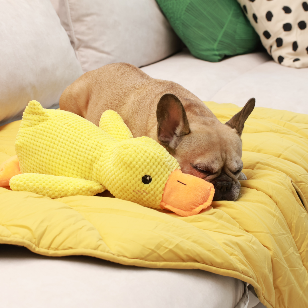 W&W™ QuakFreund Kuschelente